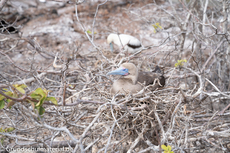 Galapagos-Tiere13.jpg